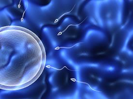 Genetic material carried in sperm