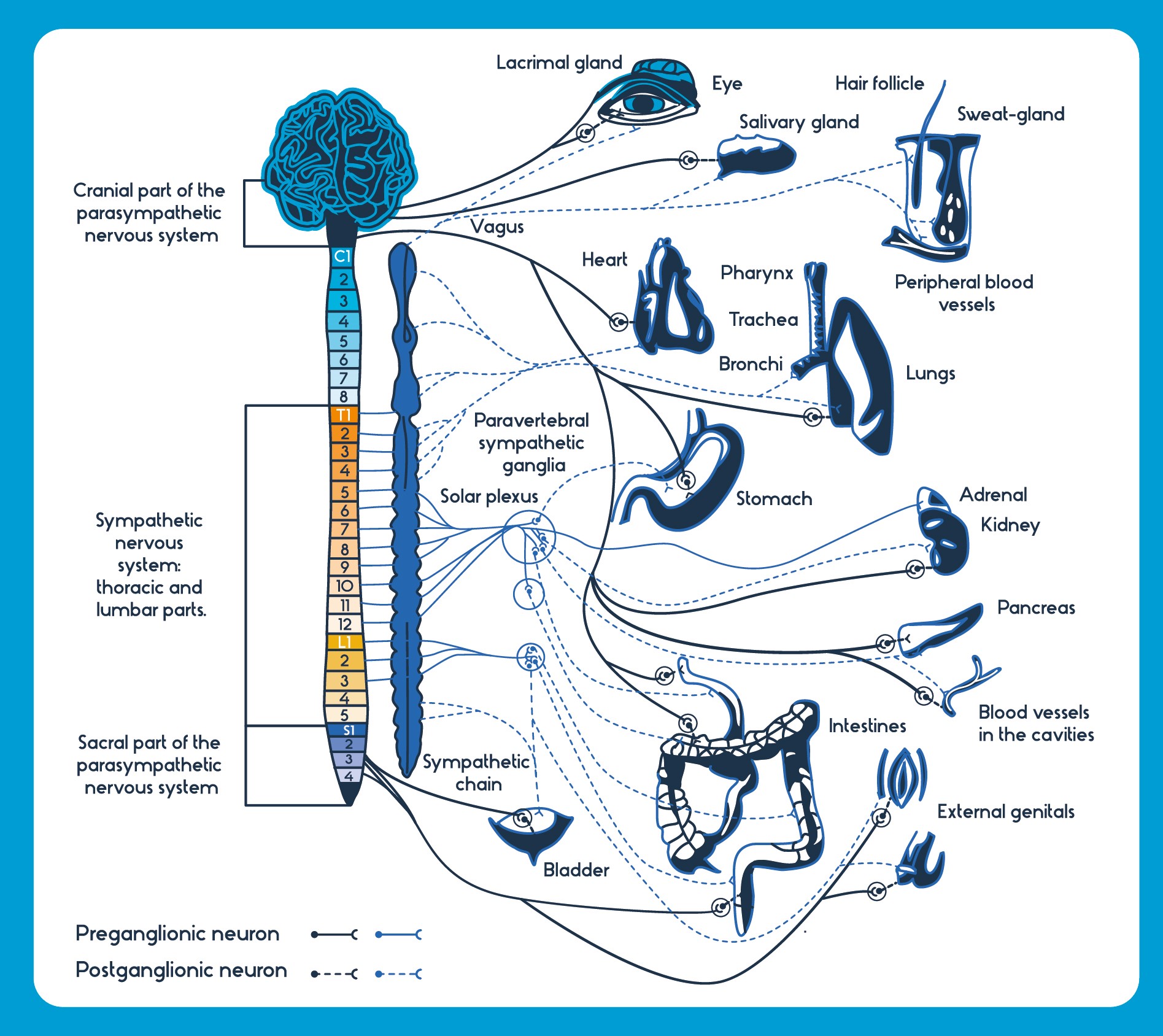 vagus nerve diagram